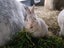 Mini rex x Carousel 9