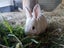 Mini rex x Carousel 10