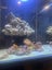 Marine Tank Carousel 3