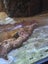 Marine Tank Carousel 7