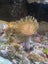 Marine Tank Carousel 12