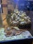 Marine Tank Carousel 10