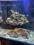 Marine Tank Carousel 11