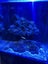 Marine Tank Carousel 14