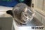 Cats Protection Canterbury - New Arrivals 20/5/25 Carousel 3