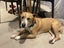 Rescue girl needs new home Carousel 1