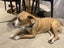 Rescue girl needs new home Carousel 2