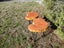RUSTIC FURNITURE Carousel 7