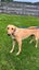 Tudor- Sweetest Cat Trainable Greyhound Girl Carousel 2