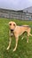 Tudor- Sweetest Cat Trainable Greyhound Girl Carousel 3