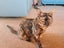 MANUKAU Kittens x3, Cat x1. So cute! Carousel 7