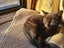MANUKAU Kittens x3, Cat x1. So cute! Carousel 8