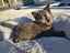 MANUKAU Kittens x3, Cat x1. So cute! Carousel 3