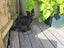 MANUKAU Kittens x3, Cat x1. So cute! Carousel 4
