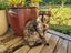 MANUKAU Kittens x3, Cat x1. So cute! Carousel 5