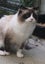 Ragdoll Stud for rehoming Carousel 3