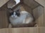 Ragdoll Stud for rehoming Carousel 4