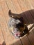 Meg - Good with Other Dogs, Cats and Children Carousel 1