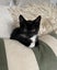 2 Rescue Kittens Salem & Bernie Carousel 2