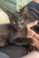 2 Rescue Kittens Salem & Bernie Carousel 1