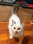 Rescue Kitten Captain Price Carousel 2