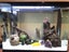 Fish Tank & Tropical Fish (Electric Yellow Cichlids & Clown Loaches) Carousel 3