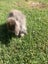 Stunning chocolate mini lop Carousel 5