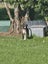 Charlie - Rehome by 30 June, Good with Other Dogs and Children Carousel 1
