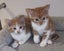 Rescue mama cat Mia and her beautiful kittens Carousel 3