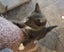 Rescue mama cat Mia and her beautiful kittens Carousel 4