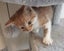 Rescue mama cat Mia and her beautiful kittens Carousel 5