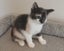 Rescue mama cat Mia and her beautiful kittens Carousel 6