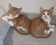 Rescue mama cat Mia and her beautiful kittens Carousel 7