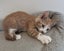 Rescue mama cat Mia and her beautiful kittens Carousel 8