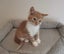 Rescue mama cat Mia and her beautiful kittens Carousel 9