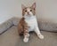 Rescue mama cat Mia and her beautiful kittens Carousel 10