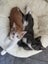 Rescue mama cat Mia and her beautiful kittens Carousel 11