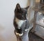 Rescue mama cat Mia and her beautiful kittens Carousel 12
