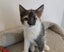 Rescue mama cat Mia and her beautiful kittens Carousel 13