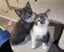 Rescue mama cat Mia and her beautiful kittens Carousel 14