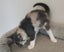 Rescue mama cat Mia and her beautiful kittens Carousel 15