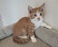 Rescue mama cat Mia and her beautiful kittens Carousel 16