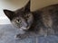 Rescue mama cat Mia and her beautiful kittens Carousel 17