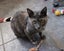 Rescue mama cat Mia and her beautiful kittens Carousel 18