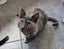 Rescue mama cat Mia and her beautiful kittens Carousel 19