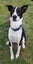 Quiet and calm Max needs a new home Carousel 2