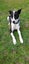 Quiet and calm Max needs a new home Carousel 4