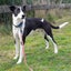 Quiet and calm Max needs a new home Carousel 5
