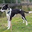Quiet and calm Max needs a new home Carousel 6
