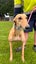 Pilot- Young Cat Trainable Greyhound Girl Carousel 1